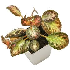 Image result for Episcia
