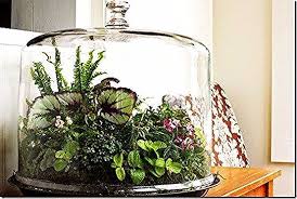 Closed Terrarium 101 7 Easy Steps To Build Your Glass Terrarium My Tasteful Space Beautiful Terrariums Terrarium Plants Tropical Terrariums