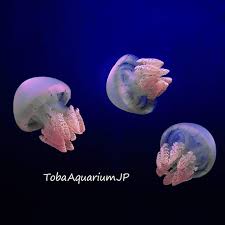 pin by ましまろ on クラゲ fish pet animals pets