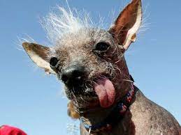 Or to be more kind, these dogs are so ugly they are actual cute. Ugliest Dogs Of All Time Only An Owner Could Love These Faces