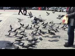 Yabani Guvercinler Arasinda Kacak Avare Mardin Arap Taklaci Kus Yakaladim Youtube