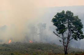 A conflagration can begin accidentally, be naturally caused (wildfire), or intentionally created (arson). Paraguay Cultivos Ilegales Se Expanden En Zonas Afectadas Por Incendios En La Reserva San Rafael