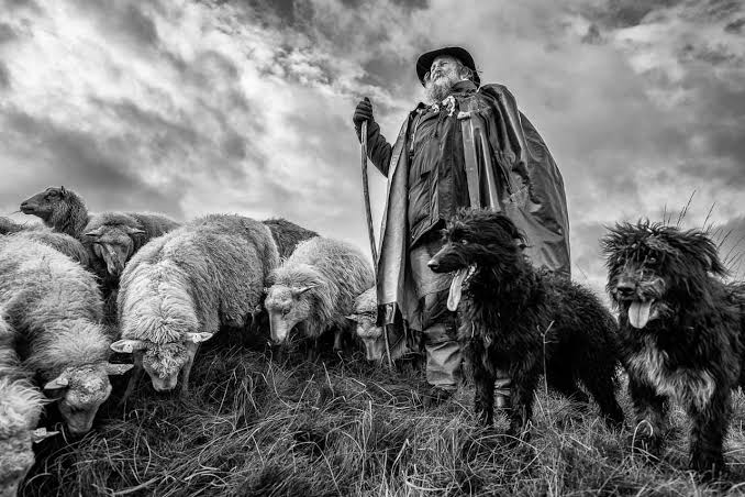 Nomads of our time. Migrant sheep farms in Schleswig-Holstein - Holger Rüdel Photography