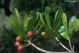 Image result for Uapaca guineensis