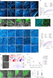 extracellular matrix anisotropy is determined by tfap2c