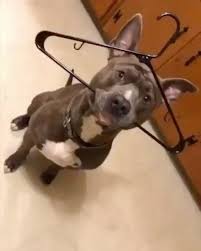 Pitbull World On Instagram Omg Credits Please Tag The Owner Awareness Education Love In 2020 Pitbulls Instagram Awareness