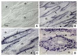 Long bone diagram labeled colored 12 photos of the long bone diagram labeled colored , bone. In Situ Hybridization Ish Of Oa In Long Bone Sections Of The Download Scientific Diagram