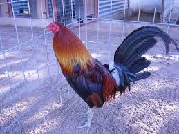 Bumenstar farm menjual ayam philipina/filipin asli dengan indukan import. Ayam Filipina Asli Sabung Ayam