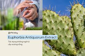 Euphorbia Antiquorum Extract - Tác dụng không ngờ từ cây xương rồng – Good Day