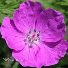 Image result for Geranium `Purple Haze`