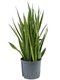 Image result for Sansevieria kirkii