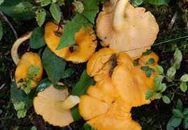 Wann ist dem baron von münchhausen diese. Pfifferling Eierschwamm Cantharellus Cibarius Awl Ch