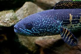 Channa Aurantimaculata Golden Cobra Snakehead Female For Sale Coldwater Fish Aquarium Fish Oscar Fish