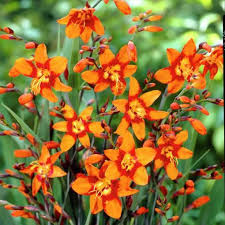 Image result for Emiliella zambiensis