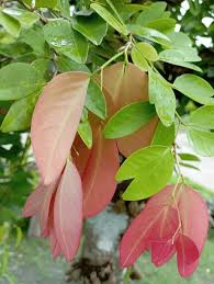 Image result for Cynometra alexandri