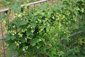 Bryonia Dioica Zaunrube Bluhende Pflanzen Pflanzen