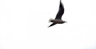 Explore and download more than million+ free png transparent images. Beautiful Flying Birds Free Stock Photos Download 7 410 Free Stock Photos For Commercial Use Format Hd High Resolution Jpg Images