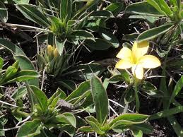 Image result for Barleria eylesii