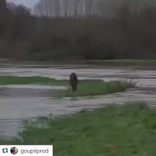 Bird Bouncing Golf Ball On Concrete I Meant To Do That Video In 2020 Funny Animals Cute Animals Cute Funny Animals