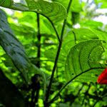 Image result for Mussaenda elegans