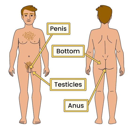 Private body parts of a boy or person with a penis – Healthy Respect