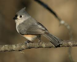 Birds Of Southwest Ohio Ohio Bird Photo Collection Ohio Birds Titmouse Bird Photo