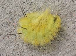 Black And Red Caterpillar With Horn Photos Of Hairy American Dagger Caterpillars Received From Gardens In North American States They Look Cuddly But Care Should Be Taken Caterpillar Hairy Dagger