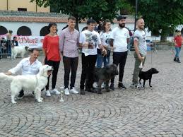 Il pastore fonnese è un cane appartenente alle razze di taglia media. Fonni La Mostra Canina Incorona Un Pastore Fonnese