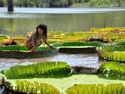 Vitória régia developed by intuictive sistemas is listed under category business 5/5 average rating on google play by 6 users). Vitoria Regia Victoria Amazonica