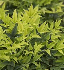 Santolina virens 'lemon fizz', cotton lavender: Pacific Horticulture Watershed Approach Designer Plant Picks
