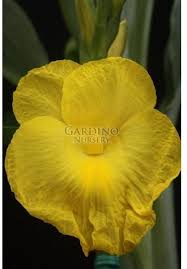 Image result for Siphonochilus kirkii - yellow-flowered form