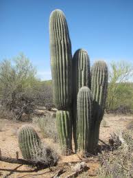 Reddit gives you the best of the internet in one place. Saguaro Carnegiea Gigantea Mortality And Population Regeneration In The Cactus Forest Of Saguaro National Park Seventy Five Years And Counting