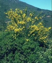 Cytisus Scoparius C Striatus