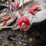 Image result for Symphonia globulifera