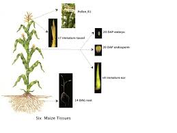 This will avoid the downy mildew disease of maize crop. Amazing Protein Diversity Is Discovered In The Maize Plant