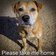 Shelter Spotlight Please Take Me Home Cute Dogs Cute Dogs Breeds Pretty Dogs