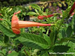 Image result for Tecoma fulva