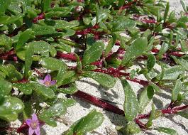 Have you ever cooked with purslane, or portulaca oleracea as it is known to botanists? Sea Purslane Tucker Bush Perth Wa Online Garden Centre