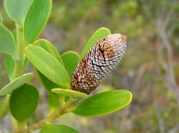 Image result for Agathis