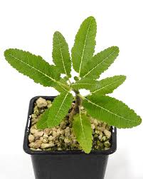 Image result for Adenia fruticosa