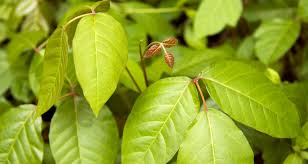 The stems are smooth and red and the leaves are arranged in 7 to 13 pairs of glossy green leaflets, often with pale green undersides and rounded edges. the leaf stems are always red. 6 Tips For Removing Poison Ivy Plants Farmers Almanac