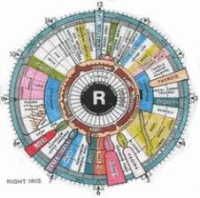 42 Best I See You Iridology Images Iridology Chart