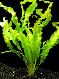 We did not find results for: Aponogeton Crispus Alchetron The Free Social Encyclopedia
