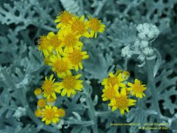 Image result for Cineraria deltoidea