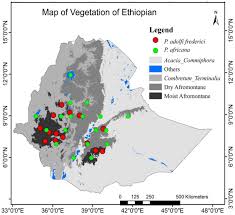 Image result for Pouteria adolfi-friederici