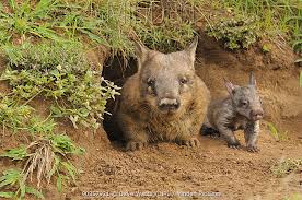 Image result for Southern hairy-nosed wombat