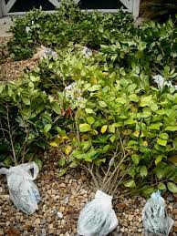 The concept of layering is to force a tree or branch to form new roots at a. 6 Air Layering Camellias A Heron S Garden