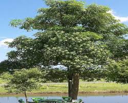 Image result for Alstonia