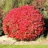 Small shrubs are suitable for crowded areas, small planting areas and containers. Https Encrypted Tbn0 Gstatic Com Images Q Tbn And9gcq Gtxmmifpbuxnixdg0lry1dqdfopgpcz Rn2dvuix39fcbzts Usqp Cau