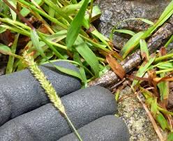 Image result for Sacciolepis indica